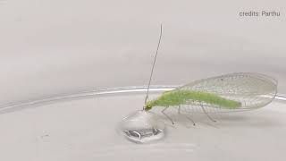 Chrysoperla carnea Green lacewing feeding on the sugar solution viral trending biologicals [upl. by Towney972]