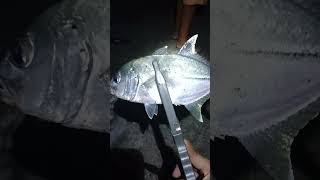 Trevally Fish on [upl. by Chas]