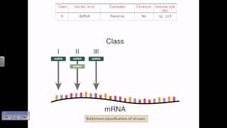 Baltimore classification of viruses [upl. by Kelly]