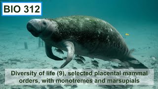 Diversity of life 9 selected placental mammal orders monotremes and marsupials [upl. by Zetra]