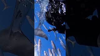 White Shark Predator in Action🦈🌊shorts youtubeshorts shortsfeed shortvideo viralvideo trending [upl. by Lady702]