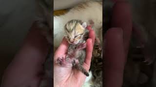 Adorable newborn kitten meows [upl. by Meikah421]