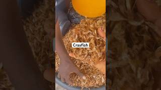 Crayfish Market crayfish market cooking food lifestyle viralvideo shorts short fyp foryou [upl. by Ellita]