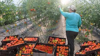 Growing 10000 Pounds of Organic Tomatoes in a High Tunnel Greenhouse [upl. by Ellecrad638]