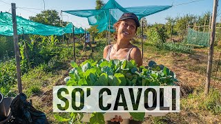 Coltivazione dei CAVOLI in agosto La GUIDA completa 🥦🥦 [upl. by Jempty]