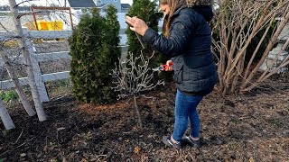 Pruning Tree Hydrangeas amp Removing Stakes from Trees By the Pond 🥰✂️🌿  Garden Answer [upl. by Poucher]