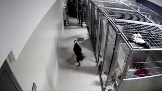 Oakland County Animal Shelter Attack in Pontiac Michigan [upl. by Procto]