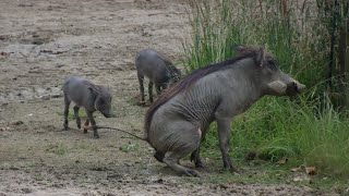 Jonge Wrattenzwijnen Zoo Antwerpen 2024 [upl. by Aihtekal]