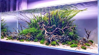 Watch this Aquascape get DESTROYED [upl. by Maribelle]