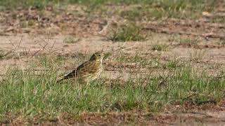 Redthroated Pipit Pispola golarossa Anthus cervinus first winter [upl. by Viccora]