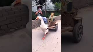 Duck ki sawari shorts funny trending [upl. by Airemaj808]