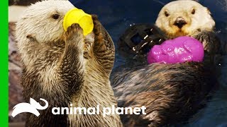 Southern Sea Otters Swim Together For The First Time  The Aquarium [upl. by Werdnaed]