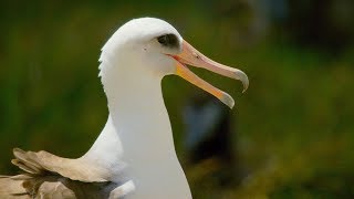 This 67 Year Old Bird Could Be The Oldest In The World  BBC Earth [upl. by Barina]