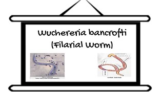 Helminths Nematodes Part 5 Filarial Worm [upl. by Custer]