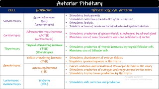 Anterior amp Posterior Pituitary Hormones Chapter 76 part 2 Guyton and Hall Physiology [upl. by Akerehs]