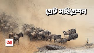 সেরেঙ্গেটির গ্রেট মাইগ্রেশন  আদ্যোপান্ত  The Great Migration In Serengeti  Adyopanto [upl. by Marcille]