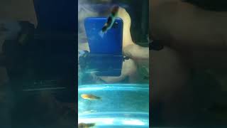 Ikan platy sanke ikanplaty [upl. by Adur]