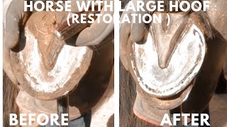 Shire Horse Complete restoration Shire Horse Super Clean Hoof Trim shirehorse huge massivehoof [upl. by Yeniar87]