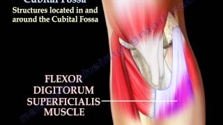 Anatomy Of The Cubital Fossa  Everything You Need To Know  Dr Nabil Ebraheim [upl. by Gilbert]