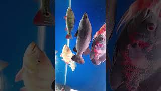 Comtank predatorfishtank aquarium fish hobby shorts shortsvideo [upl. by Abramson116]