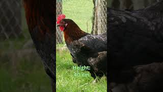 Langshan Chickens Size Eggs Lifespan and More [upl. by Alocin365]