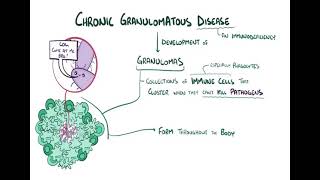 Chronic granulomatous diseases شرح بالعربي [upl. by Ayerdna]