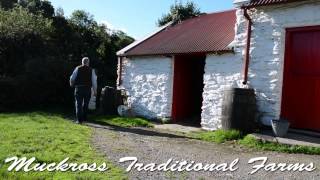 Handmilking the cow at Muckross Traditional Farms [upl. by Haelak]