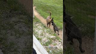 FILHOTE DE PRESA SE ARREPIOU PRO MALI presacanario filhotedepitbull filhote [upl. by Enilarak]