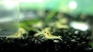 Baby Orange Mexican Dwarf Crayfish CPO [upl. by Aniala412]