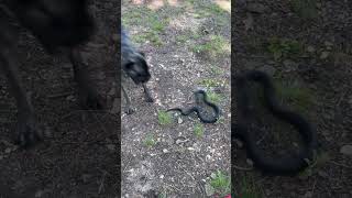 Dog VS Snake [upl. by Rajewski]