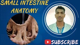 Small Intestine Viscera Bangla Demo Abdomen Anatomy [upl. by Venable787]