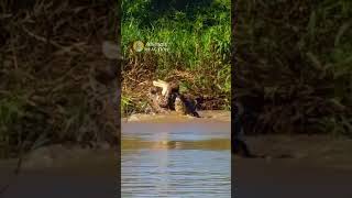 Jaguar attacks a Crocodile shorts animals wildlife [upl. by Akela]