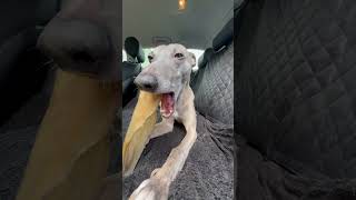 Whippet enjoying a giant ear 🤣 [upl. by Anelhtak672]