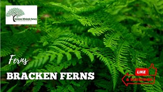 BRACKEN FERNS  TN NURSERY [upl. by Ermanno203]