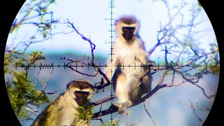 The Best Monkey amp Baboon Hunting Compilation on YouTube  88 Shots in 4K [upl. by Yebot]