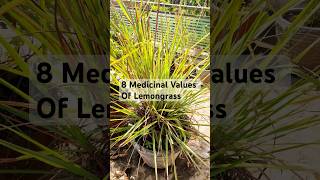 Lemongrass Benefits8 Amazing Medicinal Values You Need To Knowhealth medicinalplants herbs [upl. by Cordelie429]