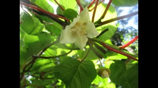 Kiwi flowers are so fragrant [upl. by Vilhelmina310]