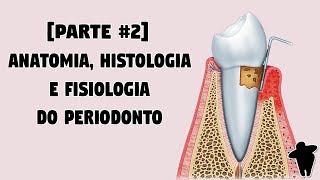 Dentista Estuda 2 PT 2 Anatomia Histologia e Fisiologia do Periodonto  Concursos Para Dentistas [upl. by Ignacio]