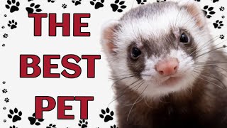 🐾 Why ferret are the best pets [upl. by Almap]