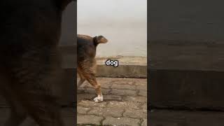 You Wont Believe What This Dog Did 😂shortforyou funnystory [upl. by Fay]