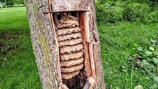 European Hornets Wasps Massive swarm Removal Inside tree [upl. by Karole]