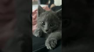 Mistigri happy music cat kitten bestdancerintheworld cute catlover babycoversong funny edit [upl. by Enomed]