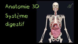 Description Anatomique 3D du système Digestif Naturosoutien [upl. by Ahar]