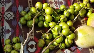 Harvesting Spanish LimeMamoncillo on the Streets of Miami [upl. by Tarton722]