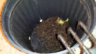 How to recondition coco coir for reuse [upl. by Mraz]