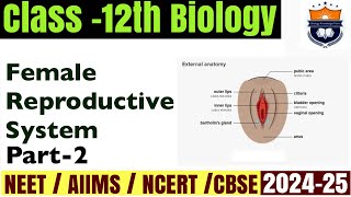 The Female Reproductive System part 2  External Genitalia  Human Reproduction  Class12 Biology [upl. by Ahsiaa]