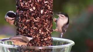 Wild Birds Unlimited  Birds Enjoying our Feeders Part 2 [upl. by Bork]