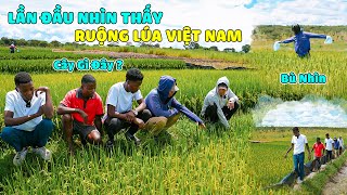 Quanglinhvlogs  Team Huyền Thoại Choáng Nghợp Khi Lần Đầu Thấy Lúa Việt Nam Tại Châu Phi [upl. by Paff]