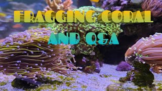 Fragging Coral General Chit Chat [upl. by Tikna]