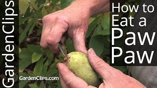 Paw Paw Tree  Asimina triloba  How to eat a PawPaw fruit and harvest seeds pawpaw [upl. by Kondon181]